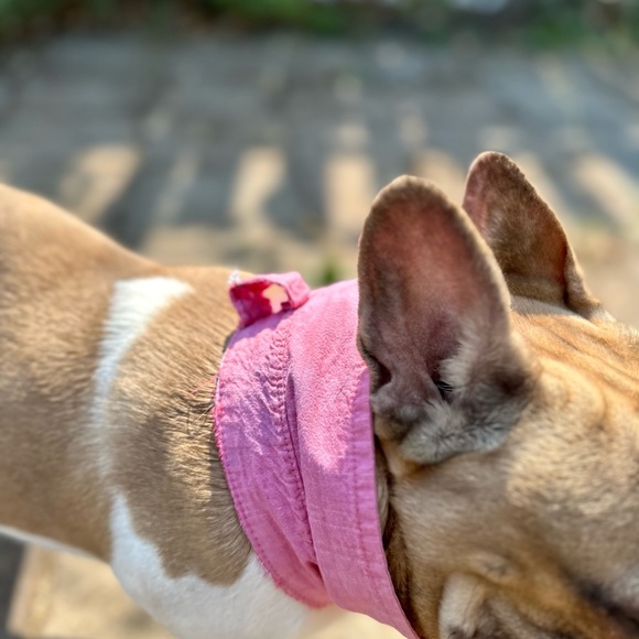 Upcycled - Dog Collar Accessory - Pink Rainbow Patch - one of a Kind - Dress up - Picture 7 of 9